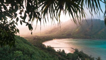 Hawaiian rain forest