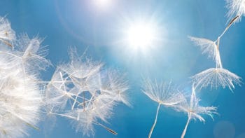 Dandelion pappi blowing in blue sky background