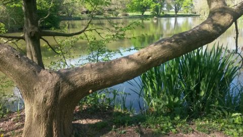 Old tree by water